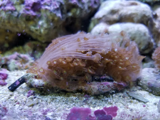 Tropical Fish Store «Lovely Pets Aquarium Store», reviews and photos, 69 Parkingway, Quincy, MA 02169, USA
