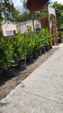 Eleazar Natural Landscaping and Repair - Photo 9 - Car repair in , West Palm Beach