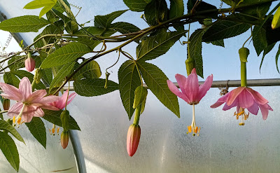 Hortus et Olitor à Plouaret