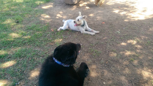 Dog Park «MacArthur Dog Park», reviews and photos, 601 E 9th St, Little Rock, AR 72202, USA