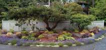 Avid Landscape Management LLC - Photo 6 - Car repair in Edmonds, WA, Seattle