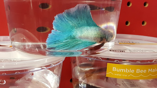 Pet Supply Store «Petco Animal Supplies», reviews and photos, 1694 Boston Rd, Springfield, MA 01129, USA