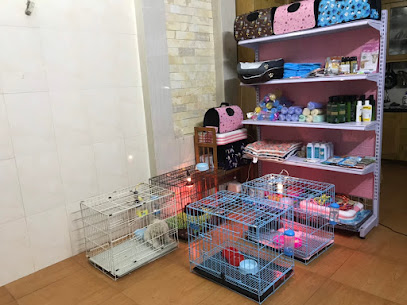 Hình Ảnh Milu Xinh - Shop chó Poodle