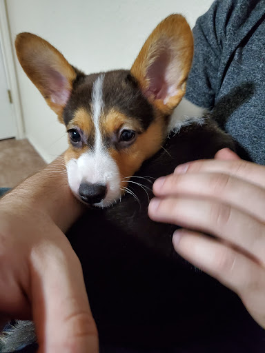 Pet Store «Petland», reviews and photos, 7030 Bandera Rd, San Antonio, TX 78238, USA