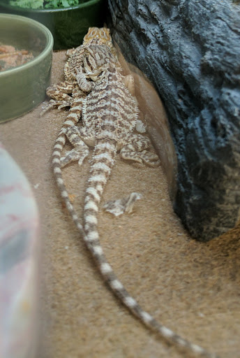 Pet Supply Store «Petco Animal Supplies», reviews and photos, 1150 Concord Ave #160, Concord, CA 94520, USA