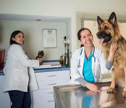 Hospital Veterinario Dogtor photo