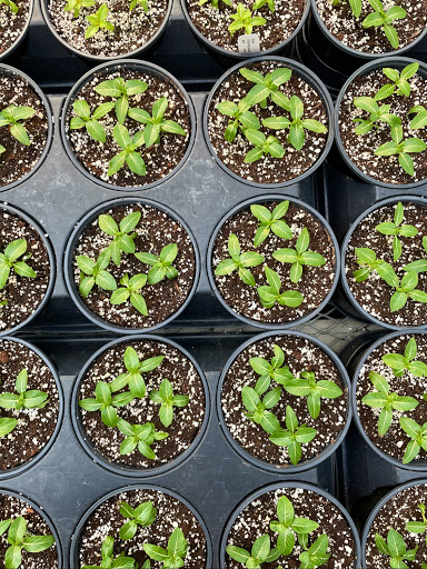 Florist «Fort Thomas Florists & Ghses.», reviews and photos, 63 S Grand Ave, Fort Thomas, KY 41075, USA