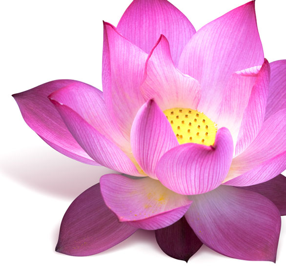 Pure Balance Massage Therapy 61550