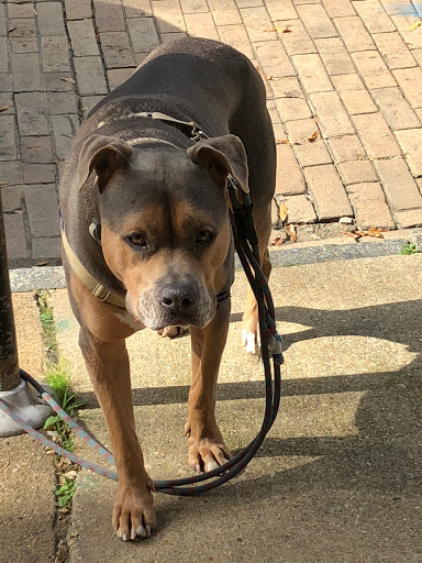 Espresso Bar «Brown Mustache Coffee, LLC», reviews and photos, 35 Maryland Ave, Annapolis, MD 21401, USA