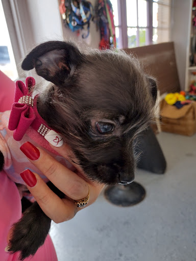 Pet Supply Store «The Dog House», reviews and photos, 4237 S Alameda St, Corpus Christi, TX 78412, USA