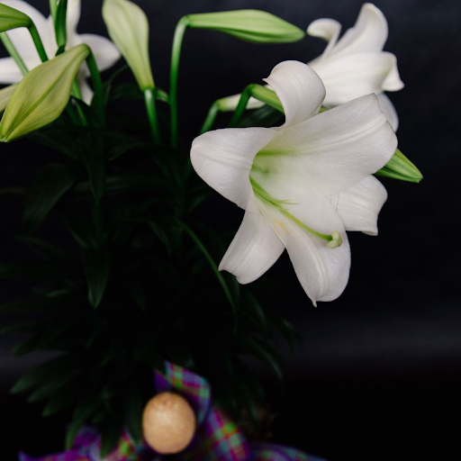 Florist «The Posy Place», reviews and photos, 2757 Washington Blvd, Ogden, UT 84401, USA