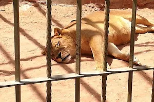 The Jordan Zoo image