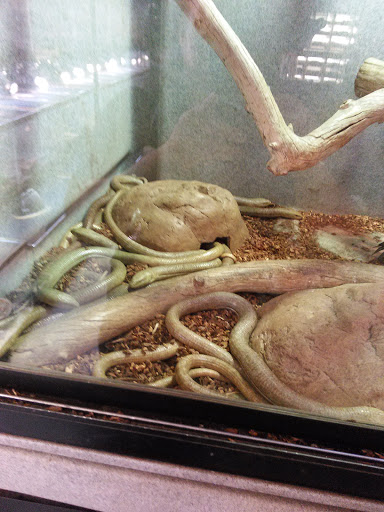 Pet Store «Exotic Pets», reviews and photos, 2410 N Decatur Blvd #160, Las Vegas, NV 89108, USA