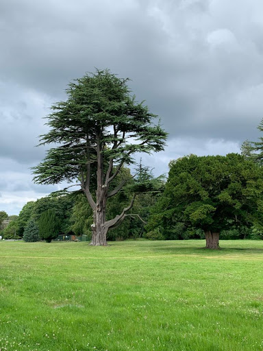 Frady Tree Care