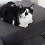 Photo n° 1 de l'avis de Marine.G fait le 06/12/2021 à 12:36 pour Clinique Vétérinaire du Mesly - Créteil - Urgences 24/7 - Sevetys à Créteil