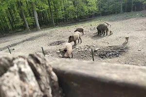 Wildschweingehege Hohenstein image