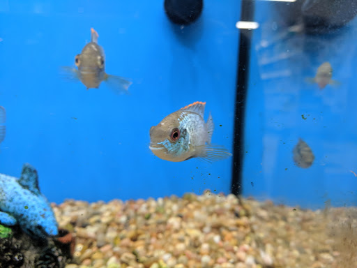 Pet Supply Store «Pet Supplies Plus», reviews and photos, 1240 Seminole Trail, Charlottesville, VA 22901, USA