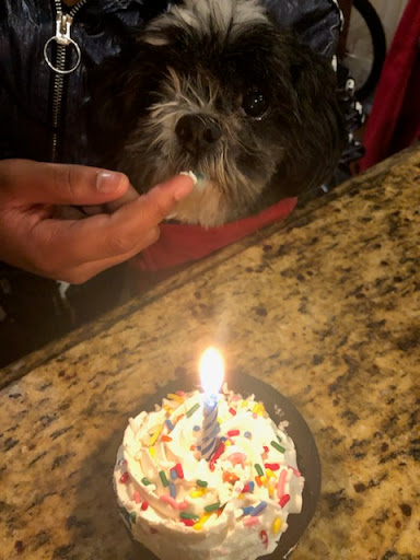 Pet Store «Dogma For Pets», reviews and photos, 1340 G Smith Avenue B, Baltimore, MD 21209, USA