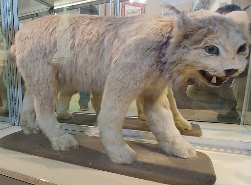 Museum «Elgin Public Museum», reviews and photos, 225 Grand Blvd, Elgin, IL 60120, USA