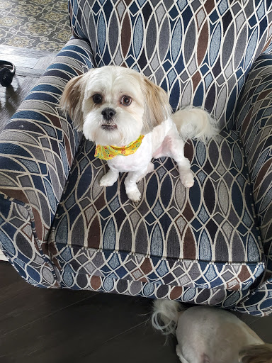 Pet Groomer «All About Dogs & Cats», reviews and photos, 16345 MN-65, Ham Lake, MN 55304, USA