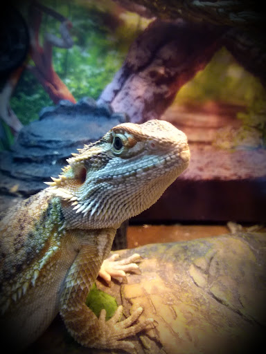 Pet Store «PetSmart», reviews and photos, 11805 Willow Creek Dr, Auburn, CA 95603, USA