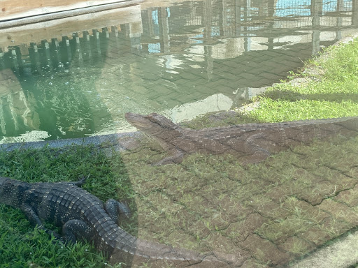 Pet Store «Petland», reviews and photos, 7030 Bandera Rd, San Antonio, TX 78238, USA