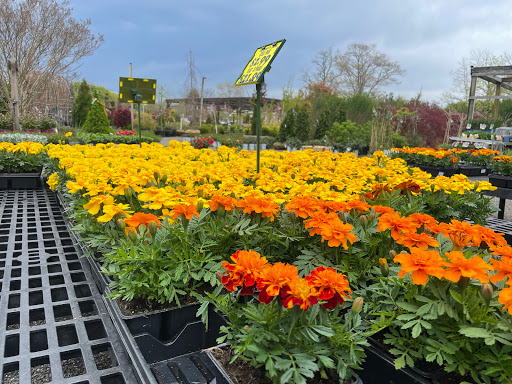 Florist «Bayport Flower Houses, Inc.», reviews and photos, 940 Montauk Hwy, Bayport, NY 11705, USA