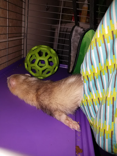 Pet Supply Store «Pet Supplies Plus», reviews and photos, 690 N State St, Westerville, OH 43082, USA