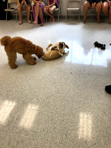 Pet Supply Store «Petco Animal Supplies», reviews and photos, 8111 W Broward Blvd, Plantation, FL 33324, USA