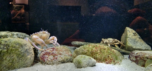 Art Museum «Bruce Museum», reviews and photos, 1 Museum Dr, Greenwich, CT 06830, USA