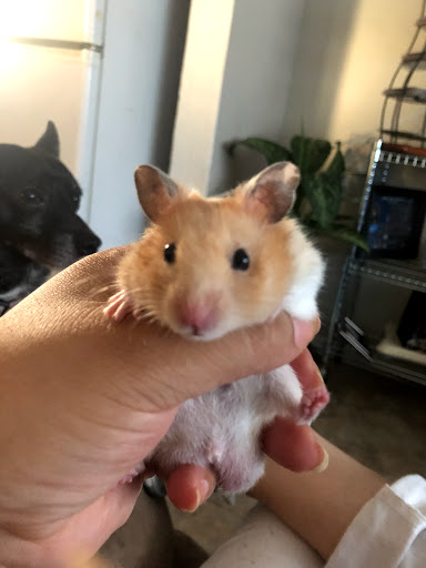 Pet Supply Store «Petco Animal Supplies», reviews and photos, 6220 95th St, Oak Lawn, IL 60453, USA