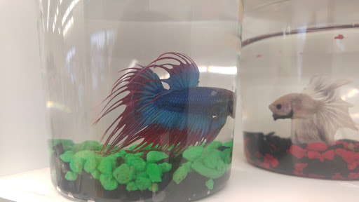 Pet Supply Store «Pet Supplies Plus», reviews and photos, 500 S St W, Raynham, MA 02767, USA