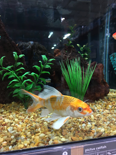 Pet Supply Store «Petco Animal Supplies», reviews and photos, 816 W McDermott Dr #308, Allen, TX 75013, USA