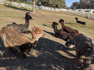 Canzelle Alpacas - photo 36