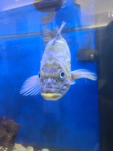 Tourist Attraction «South Sound Estuarium», reviews and photos, 309 State Ave NE, Olympia, WA 98501, USA