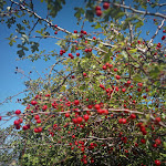 Photo n° 9 de l'avis de Valerie. fait le 10/09/2023 à 21:56 pour Silvareccio à Silvareccio