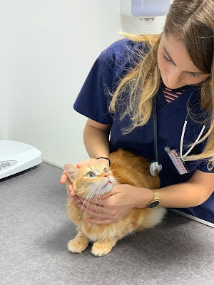 Clinique Véterinaire Vétochat, Montpellier à Montpellier