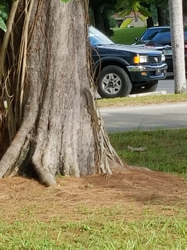 Golf Club «Miami Springs Golf & Country Club», reviews and photos, 650 Curtiss Pkwy, Miami Springs, FL 33166, USA