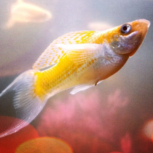 Pet Supply Store «PetSmart», reviews and photos, 850 W Hamilton Ave, Campbell, CA 95008, USA