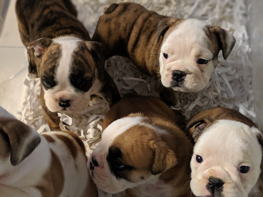 Town & Country Veterinary Clinic image