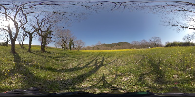 Canola Flowers Park