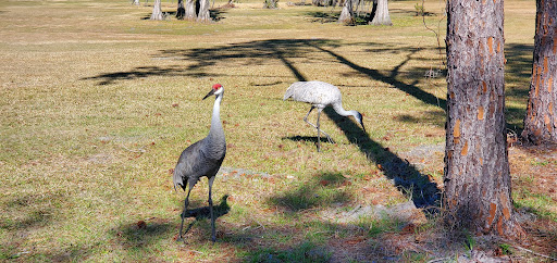 Golf Club «Silver Dollar Golf & Trap Club», reviews and photos, 12711 Silver Dollar Dr, Odessa, FL 33556, USA