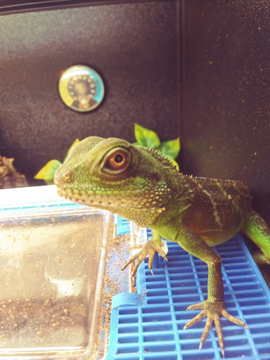 Pet Supply Store «PetSmart», reviews and photos, 5336 Westpointe Plaza Drive, Columbus, OH 43228, USA