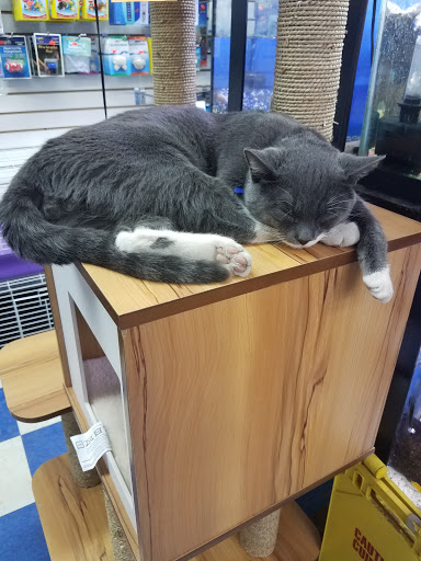 Pet Store «Pet City», reviews and photos, 108 E Burnside Ave, Bronx, NY 10453, USA