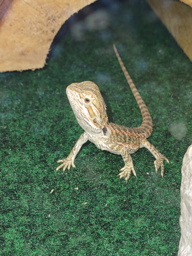 Pet Supply Store «Pet Supplies Plus», reviews and photos, 7570 Pearl Rd, Middleburg Heights, OH 44130, USA