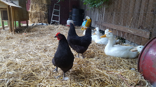 Home Improvement Store «Tractor Supply Co.», reviews and photos, 10 Plaza Dr, Winder, GA 30680, USA