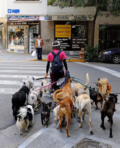 RUAF-paseadores de perros La Paz