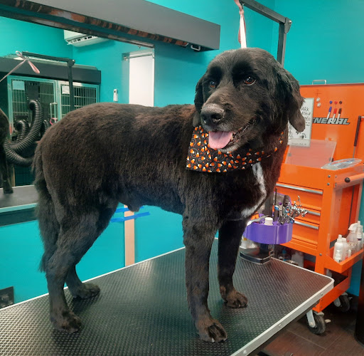 Bark Baths & Beyond Co