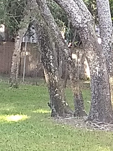 Park «Boston Hill Park», reviews and photos, 777 S Central Ave, Oviedo, FL 32765, USA