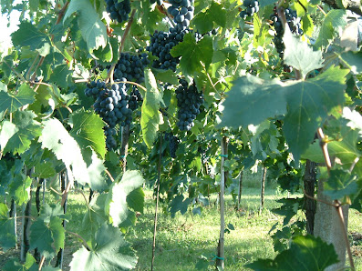 Azienda Agricola Monte Oliveto Località Valmarana, 1, 37011 Bardolino VR, Italia